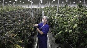 In this June 28, 2017 photo, Alessandro Cesario, the director of cultivation, works with marijuana plants at the Desert Grown Farms cultivation facility in Las Vegas. (John Locher/AP)