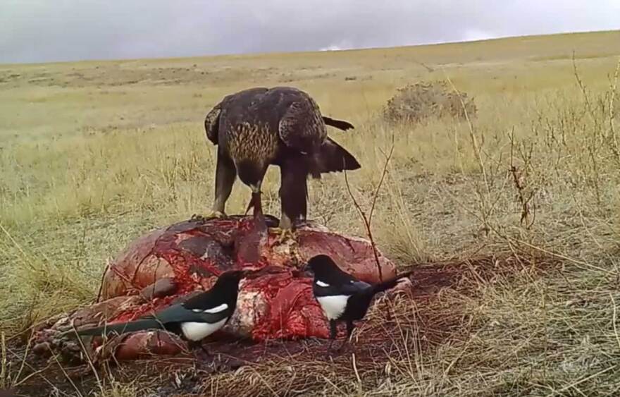 A screen capture from a 2019 Montana Fish, Wildlife and Parks video shows a golden eagle picking at an animal carcass while two magpie stand nearby.