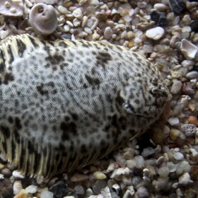 Summer flounder lie flat on the bottom, blending with their surroundings, while waiting for a meal to come along.