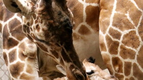 Makena is the Indy Zoo's first female Giraffe calf since 2000.