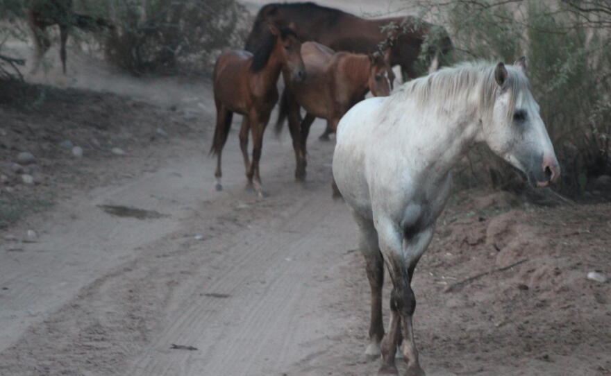 wild horse along the Salt River 