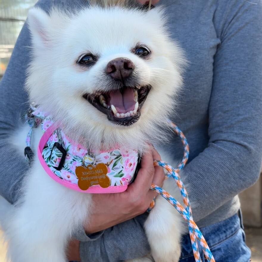 a fluffy white dog is held by a woman in a grey shirt while wearing a flower-pattern harness 