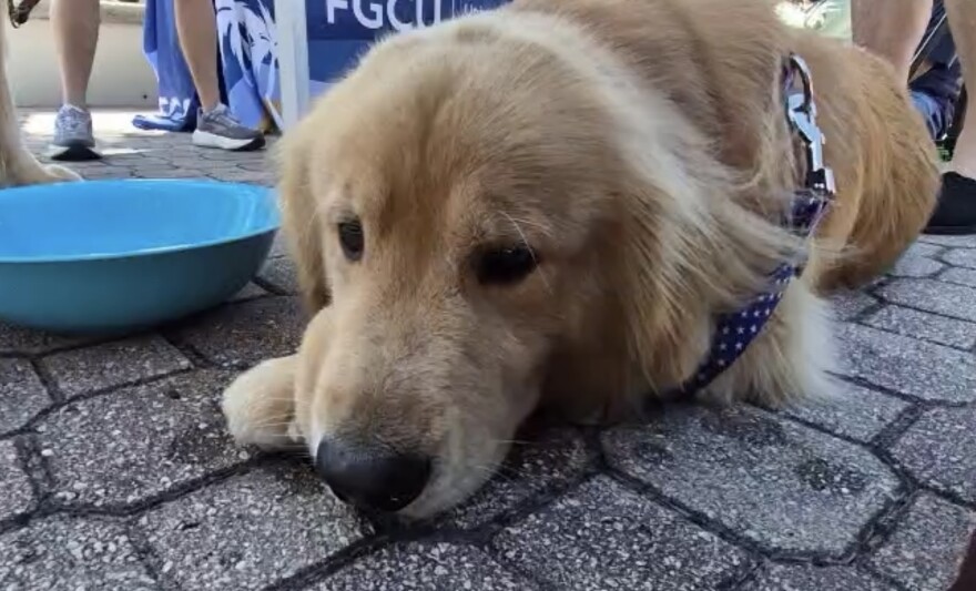 Fireworks and other loud festivities can create significant stress and anxiety and trigger a flight response in pets, especially dogs and cats.