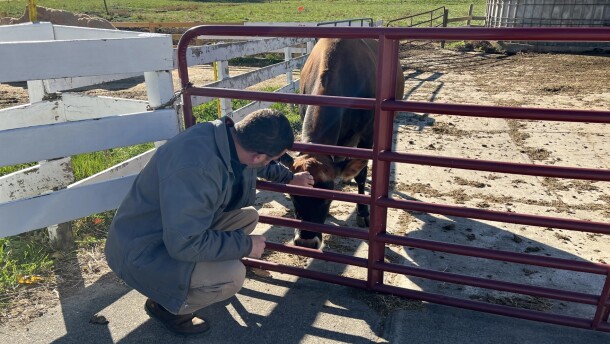 A man kneels down to scratch the head of cow on a farm.