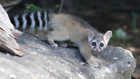 A ringtail looks directly at the camera, seemingly interrupted mid-crossing of a big rock. The picture is taken during the day. The ringtail appears young, it has big shiny black eyes, oval ears, a fluffy beige coat that looks very soft, and a big bushy tail, almost as long as its body, with black and white rings. His little face looks worried because of his natural markings: white patches above his eyes that look like eyebrows and black rings under its eyes. It is very cute. 