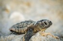 Baby turtle on Keewaydin Island during 2024 nesting season.