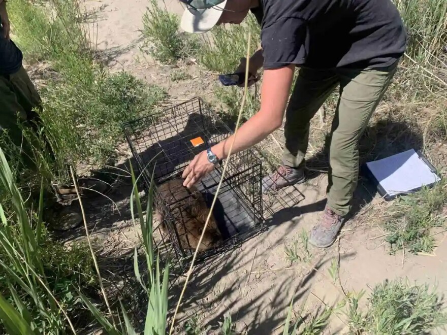 Photo: Utah State University graduate student Christine Sandbach releases a beaver into the Price River in Woodside, Utah on May 25th, 2022. KZMU News/Justin Higginbottom