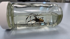 A spider sits preserved in a glass jar that is lying on a table.