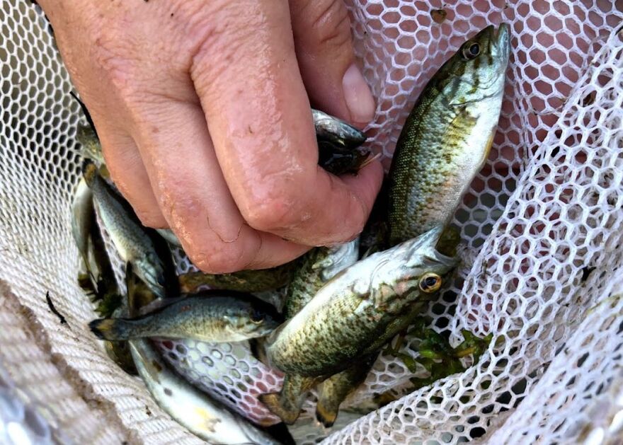 Hand in net full of fish.