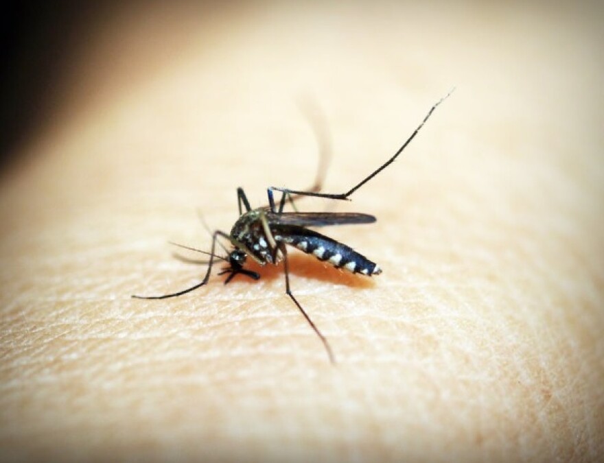 A mosquito on a person's skin