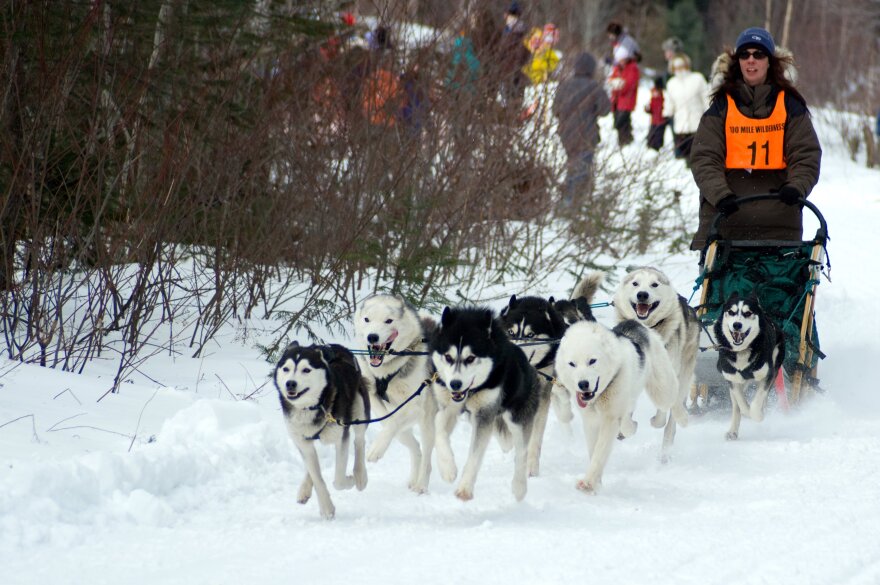 A team of sled dogs run along a snowy trail, pulling a woman standing on a sled wearing an orange racing vest