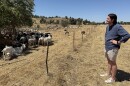 Tanner Michaelson, a manager with the Sierra Resource Conservation District, stands near 400 goats and sheep at Jensen River Ranch north of Fresno. The goats and sheep are eating away invasive grass as part of a project to preserve a riparian habitat.