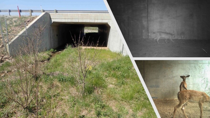 PennDOT’s wildlife cameras show the use of the U.S. 219 crossing in Somerset County by white-tailed deer and bobcat.