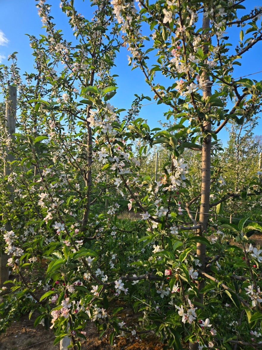 Fruit trees at Soergel Orchards and across the state were in full bloom in April, due to unseasonably warm weather.