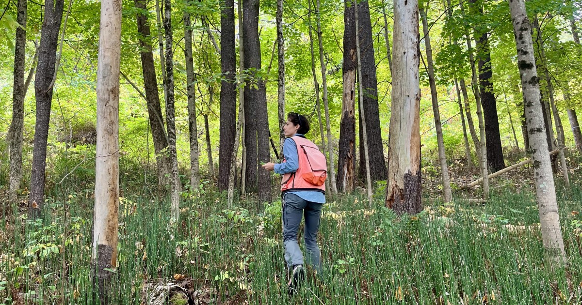 ‘A rogue’s gallery’: Vermont’s most destructive invasive species