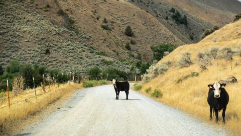 Cattle graze along the Snake River. Snake River Basin steelhead are among species that conservationists are concerned could be harmed by expanded cattle grazing under a new federal plan.