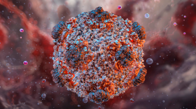 Hantavirus illustration provided by the College of American Pathologists