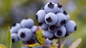 Close up of Maine Blueberries growing in a field.