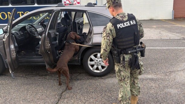 A dog helps screen a vehicle at the gate of Naval Station Norfolk in mid-March. The dogs are trained to detect explosives, narcotics, and other prohibited items.