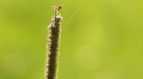 Ballooning Spider (Credit: Breanna Drixler; Flickr)