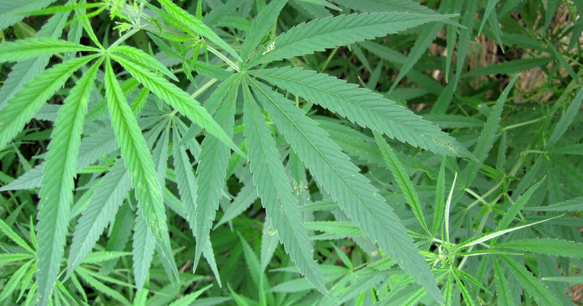 Michigan appeals court denies bypass request in cannabis case