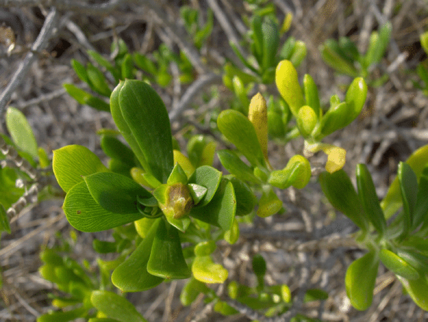 SeaOxeye