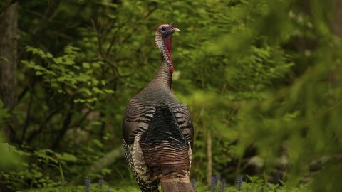 A wild turkey pauses alone the woods edge, Wednesday, May 7, 2025, in Cincinnati.