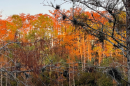 Photo of fall foliage along the Florida Gulf Coast.