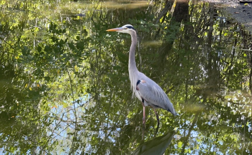 The rebuilt boardwalk at the Fakahatchee Strand Preserve State Park in Collier County was dedicated officially with a ribbon-cutting ceremony Saturday, February 21, 2026.