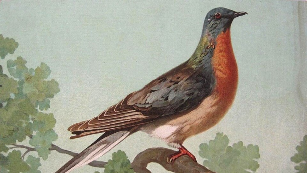 A portrait of a passenger pigeon from 1908. By this point, wild passenger pigeons had already vanished. The last of the species, a captive pigeon named Martha, died in 1914 at the Cincinnati Zoo. (credit: John Henry Hintermeister / Wikimedia Commons)