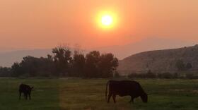 Raeann Van Arsdall says her mother angus cows don't know what's coming to Durkee, Oregon. Hundreds of eclipse visitors are starting to descend on their ranch. ANNA KING / NORTHWEST NEWS NETWORK