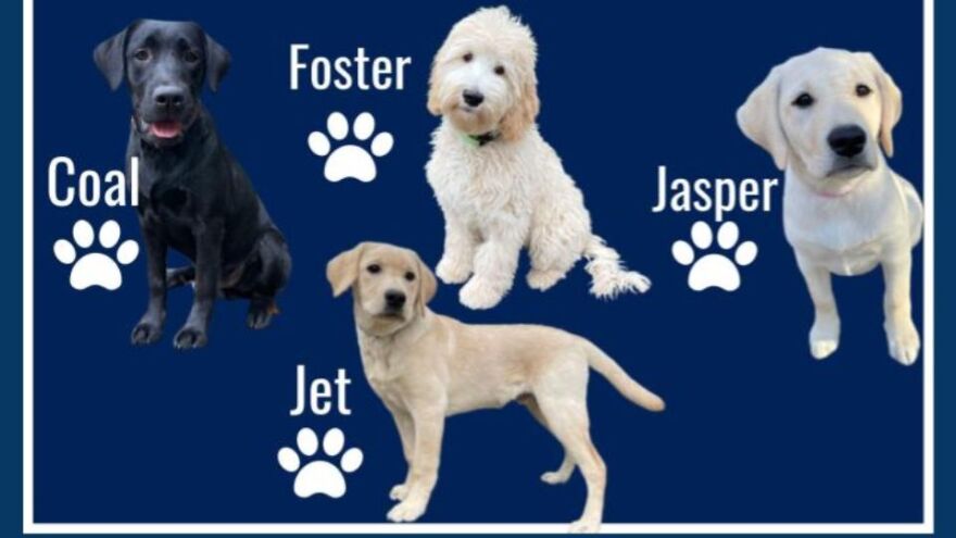 Therapy Dogs - CIS.jpg