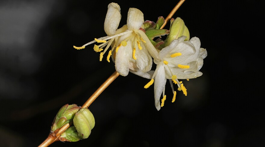 Sweet breath of spring, or winter honeysuckle