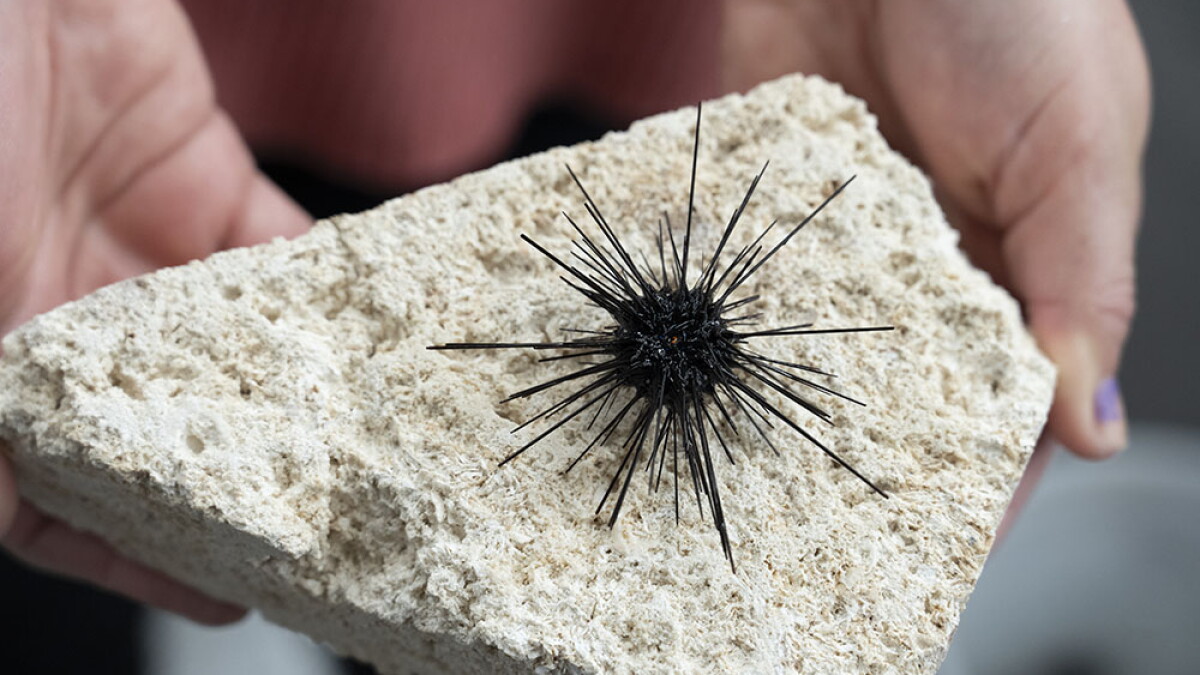 A 'pandemic' among sea urchins could be on the rise, Florida researchers find - Vimarsana News