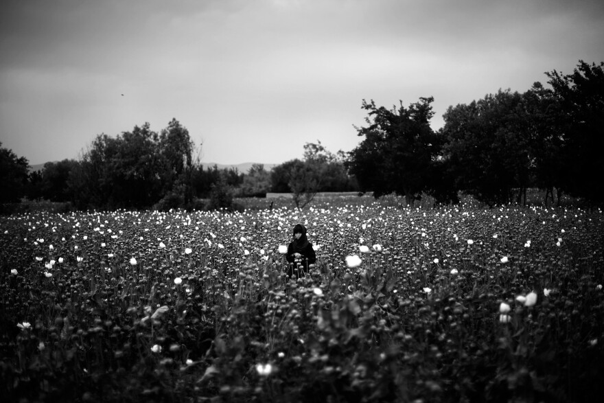 A girl stands in the middle of a poppy field as Marines pass by on patrol. From the story "<a href="https://www.npr.org/sections/pictureshow/2011/05/13/136213445/in-afghanistan-flowers-call-the-shots">In Afghanistan, Flowers Call The Shots</a>," 2011.