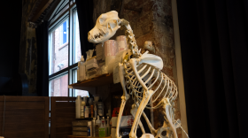 A full picture of a dog skeleton sitting on a filing cabinet. The dog is in a seated position overlooking the studio.