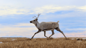 A female caribou runs near Teshekpuk Lake in the National Petroleum Reserve in Alaska on June 12, 2022.