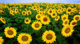 A field of sunflowers