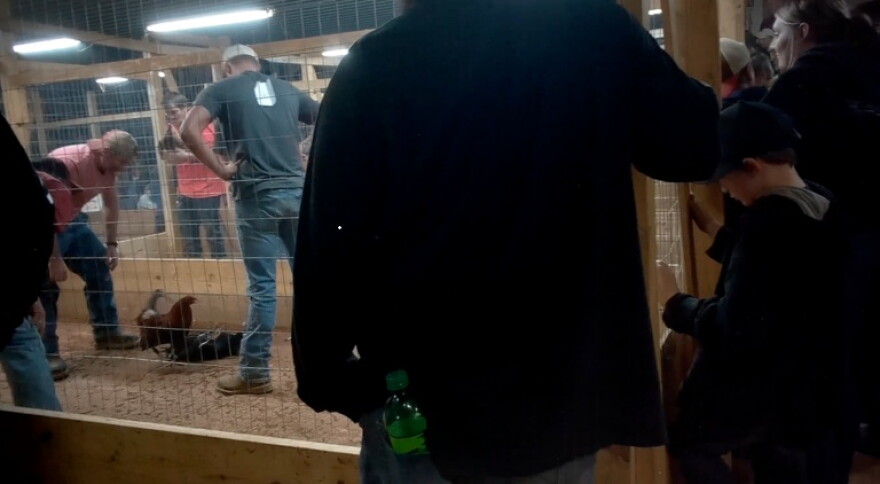 Animal Wellness Action provided an undercover photo of a Kentucky cockfight as it tries to end the practice.