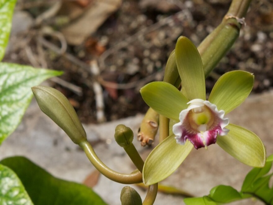 Fun fact: The vines that vanilla beans grow on also produce orchids.