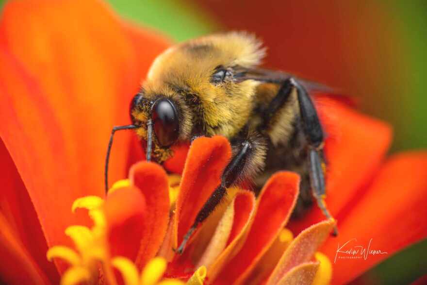 Foraging bees, such as bumblebees, will cease foraging at the onset of a solar eclipse — behavior normally reserved for dusk.