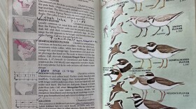 Image of birding book on plover species 