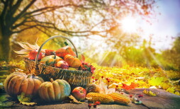 Thanksgiving pumpkins and falling leaves on rustic wooden plank in autumn garden
