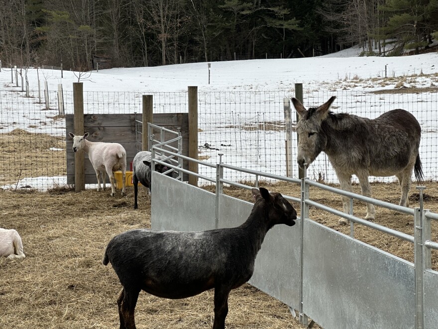 Newly shorn sheep and a donkey, standing in adjacent paddocks. Snow on ground.