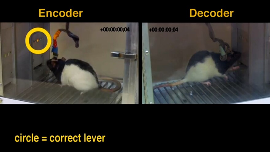 Rats share information via brain implants, say researchers.