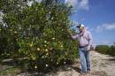 Trevor Murphy, inspects an orange tree in one of his groves, Tuesday, Feb. 18, 2025, in Sebring, Fla. Murphy, whose family has been growing oranges for generations, is hoping for a cure to citrus greening, a bacterial infection that together with other factors has decimated the industry.