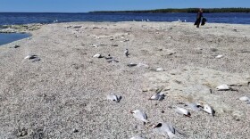 In the distance, a worker is picking up dead Caspian terns. Hundreds of them died from bird flu on this Wisconsin island.