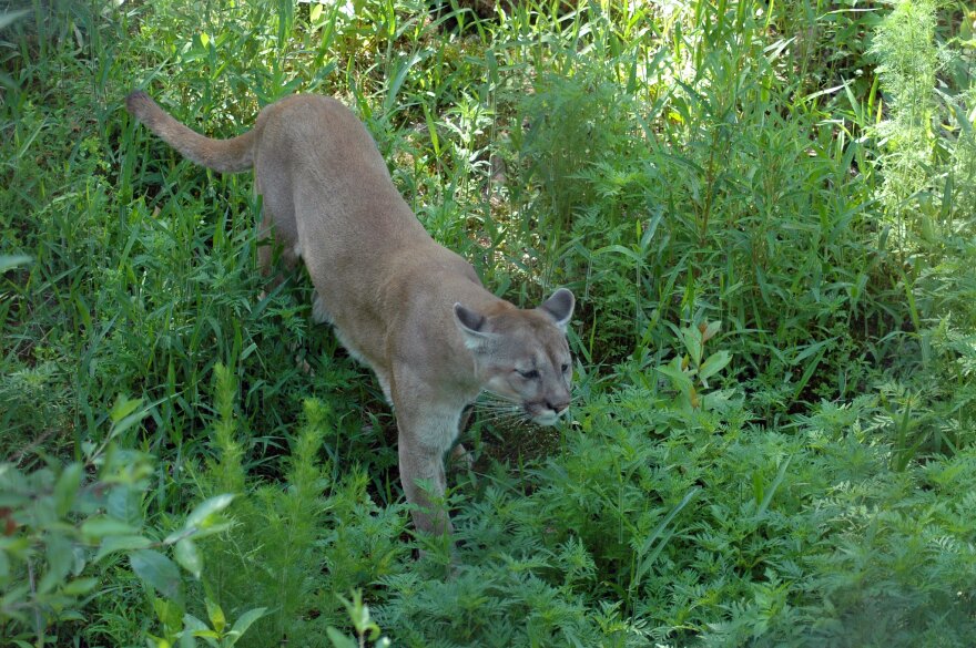 A tan panther creeping through green bush. 