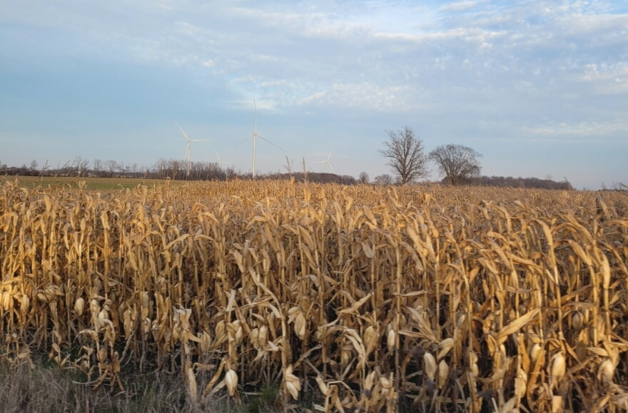 Corn Field Problem MSU study finds a pest causing major damage to corn is becoming immune ...
