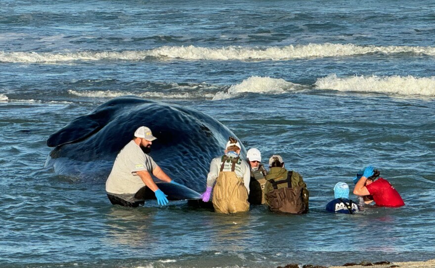 A 50-foot-long sperm whale that was stranded on a sandbar off a Venice beach apparently has died. State wildlife and local law enforcement officials remained at the Service Club Park beach area Monday. THe animal was being brought to shore so that a necropsy could be conducted to find out why it died.